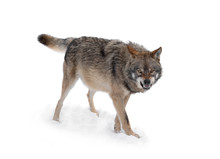  Gray Wolf With A Grin Is Isolated On A White Background.
