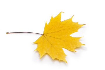 dry yellow  leaf on a white background