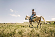 Cowboy Riding His Horse In Field After A Branding. Cody, Wyoming, USA