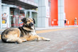 © Mihail - alone sad homeless dog waiting for the owner outdoor in the street
