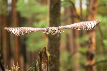 Wall Mural - the eurasian eagle-owl flying in the forest in the mountains low tatra