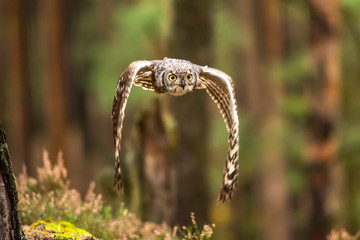 Wall Mural - the eurasian eagle-owl flying in the forest in the mountains low tatra