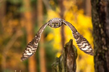 Wall Mural - the eurasian eagle-owl flying in the forest in the mountains low tatra