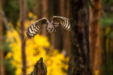 Wall Mural - the eurasian eagle-owl flying in the forest in the mountains low tatra