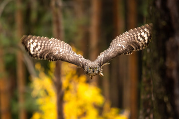 Wall Mural - the eurasian eagle-owl flying in the forest in the mountains low tatra
