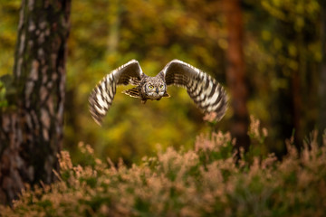 Wall Mural - the eurasian eagle-owl flying in the forest in the mountains low tatra