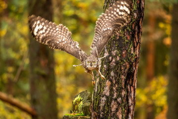Wall Mural - the eurasian eagle-owl flying in the forest in the mountains low tatra