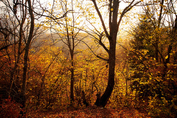 Beautiful autumn sunset in Borjomi, Georgia. Golden fall leaves and forest in the mountains.