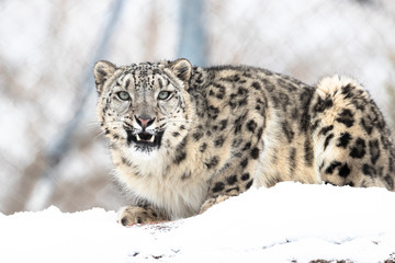 leopard in the snow