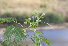 Young White Popinac, Lead Tree, Horse Tamarind, Leucaena, Or Lpil-lpil On Blur Nature Background.