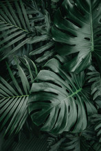 Monstera Green Leaves Or Monstera Deliciosa In Dark Tones, Background Or Green Leafy Tropical Pine Forest Patterns For Creative Design Elements. Philodendron Monstera Textures