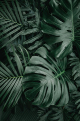 Wall Mural - Monstera green leaves or Monstera Deliciosa in dark tones, background or green leafy tropical pine forest patterns for creative design elements. Philodendron monstera textures