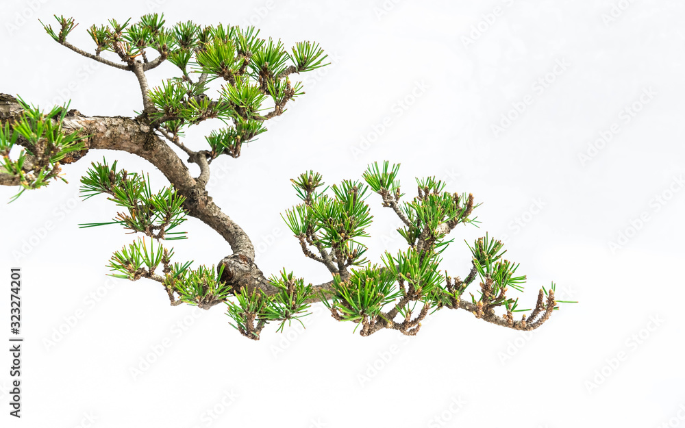 A close-up of the branches of a pine bonsai isolated on white background. - obrazy, fototapety, plakaty 