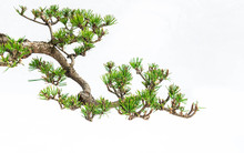 A Close-up Of The Branches Of A Pine Bonsai Isolated On White Background.