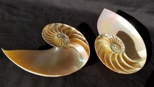 Chambered Nautilus Shell Sections Isolated On Black Background