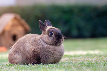 New born rabbit or cute bunny on green grass.