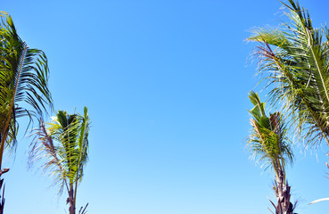 palm tree against blue sky with clouds