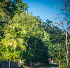 Wall Mural - Tropical vegetation by a country road in the Caribbean