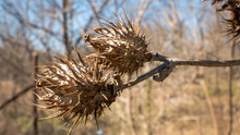 Macro Of Dried Up Thorny Seeds Against Fall Winter Sky