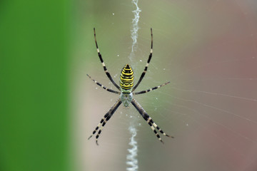 Wall Mural - spider on web