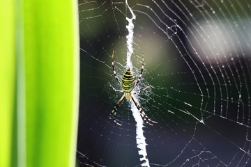Wall Mural - spider on web