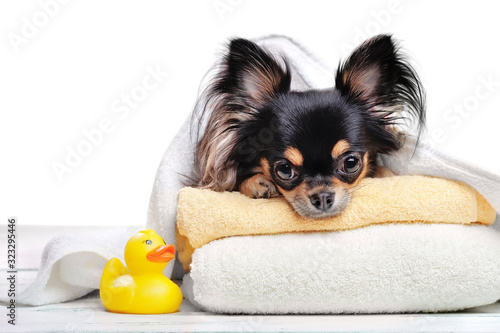 Fotografía Close-up portrait of a chihuahua laying on towels