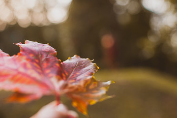 Red maple leaf over blurred nature background.