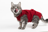 Fototapeta Koty - Cat in red medical blanket for cats, isolate on a white background. Treatment of a pet after surgery, sterilization.