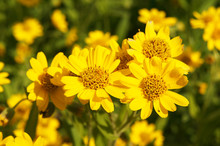 Arnica Foliosa Yellow Flowers In Grden