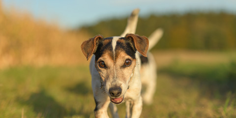 two cute jack russell terriers dogs are walking alone on a path next to corn fields in autumn. both dogs are old 13 and 10 years