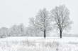 © Dean Pennala - Winter landscape in of snow flocked trees in a rural landscape, Michigan, USA