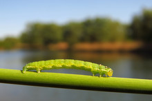 Green Caterpillar Climbing The Plant Stem At The River Shore, Common Green Moth Or Butterfly Caterpillar