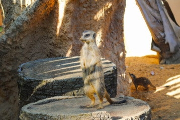 Funny groundhogs rest on their territory