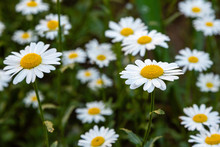Flower Of Chamomile Or Daisy In Garden. A Beautiful Scene Of Nature With Blooming Chamomile. Summer Floral Background. Daisy Background.