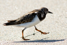 A Ruddy Turnstone Entangled In Discarded Fishing Line With Apparent Leg Damage