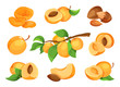 Apricot vector icon set. Fresh apricot icons, isolated on white background. Elements for label.