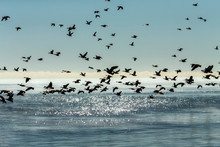   A Flock Of Canadian Geese Flying Over The Glittering Surface Of Lake Michigan