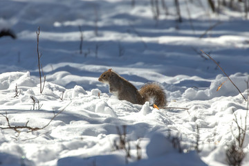 Poster - Squirrel. Eastern gray squirrel in  winter, natural scene from Wisconsin state park.