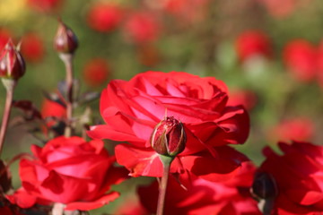 red rose in garden