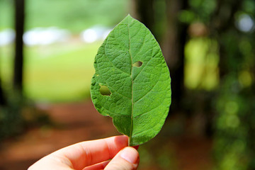 Sticker - Leaf