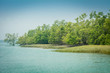 Sundarban landscape