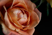 Peach Rose 