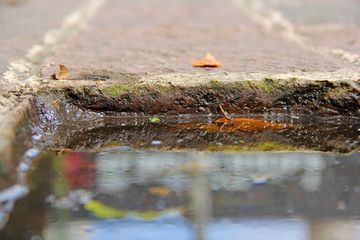 Canvas Print - Puddle