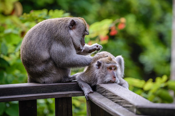 A monkey couple in Monkey Mountain, Bali, Indonesia