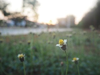 wild flowers in field