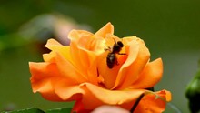 Beautiful Close Up View On Wild Nature Honey Bee Insect Bumblebees Collecting Nectar Working On Orange Rose Flower