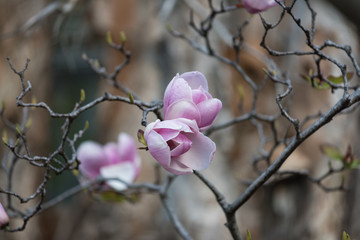 Poster - Purple magnolia flowers. Saucer magnolia flower close up