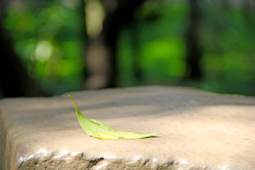 Sticker - Leaf