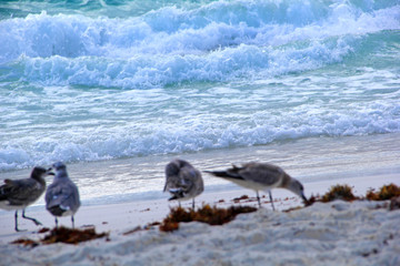 Canvas Print - Birds