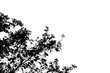 © gexphos - Silhouette of leaves on tree with clipping path